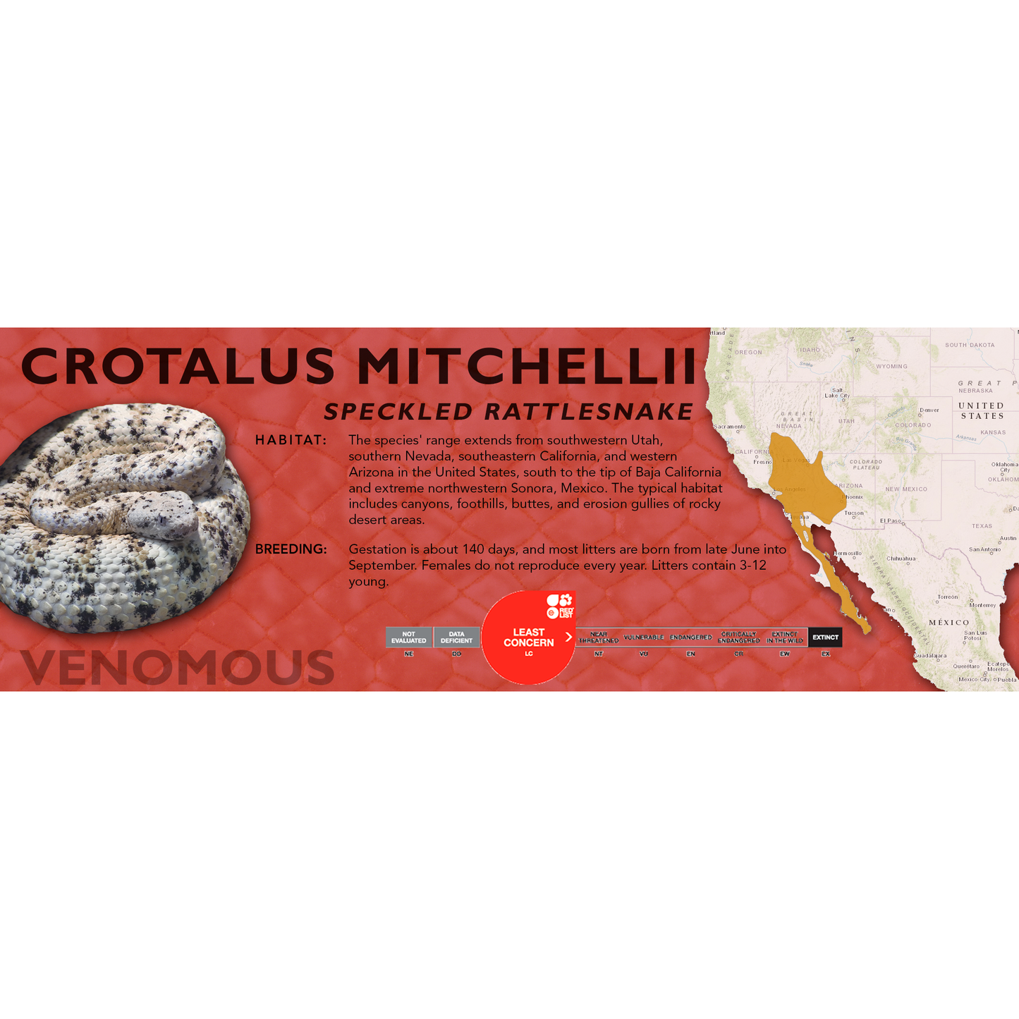 Speckled Rattlesnake (Crotalus mitchellii) Standard Vivarium Label