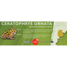 Load image into Gallery viewer, Ornate Horned Frog (Ceratophrys ornata) - Standard Vivarium Label