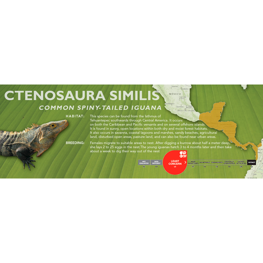 Common Spiny-Tailed Iguana (Ctenosaura similis) Classic Vivarium Label