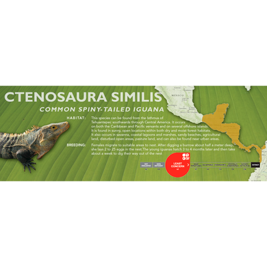 Common Spiny-Tailed Iguana (Ctenosaura similis) Standard Vivarium Label