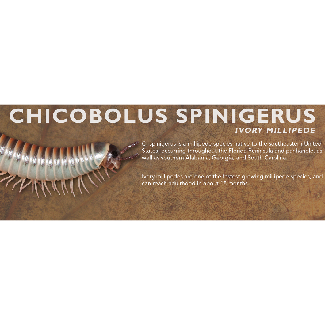 Chicobolus spinigerus - Ivory Millipede Label