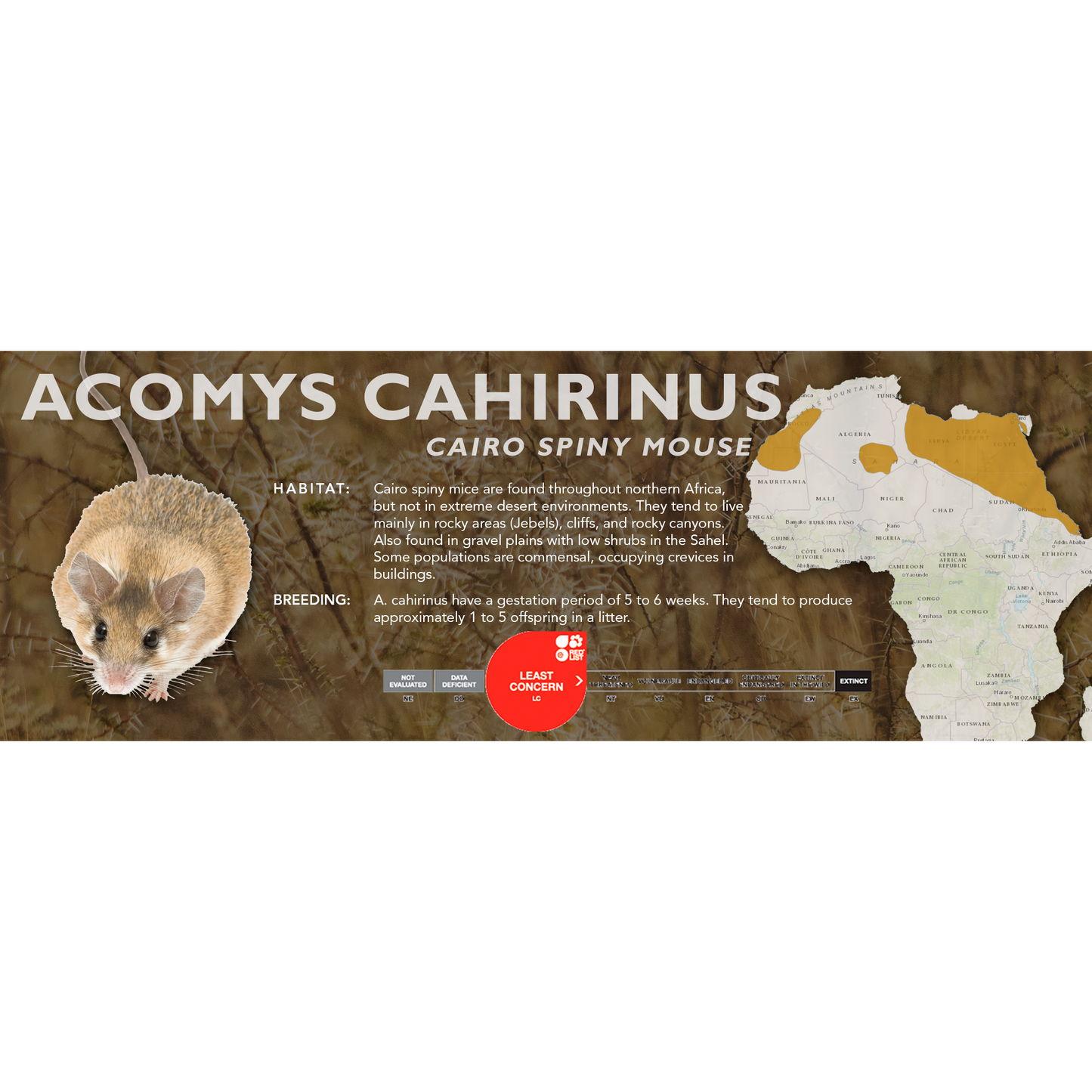 Cairo Spiny Mouse (Acomys cahirinus) - Classic Vivarium Label