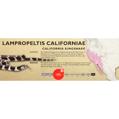 California Kingsnake (Lampropeltis californiae) Standard Vivarium Label
