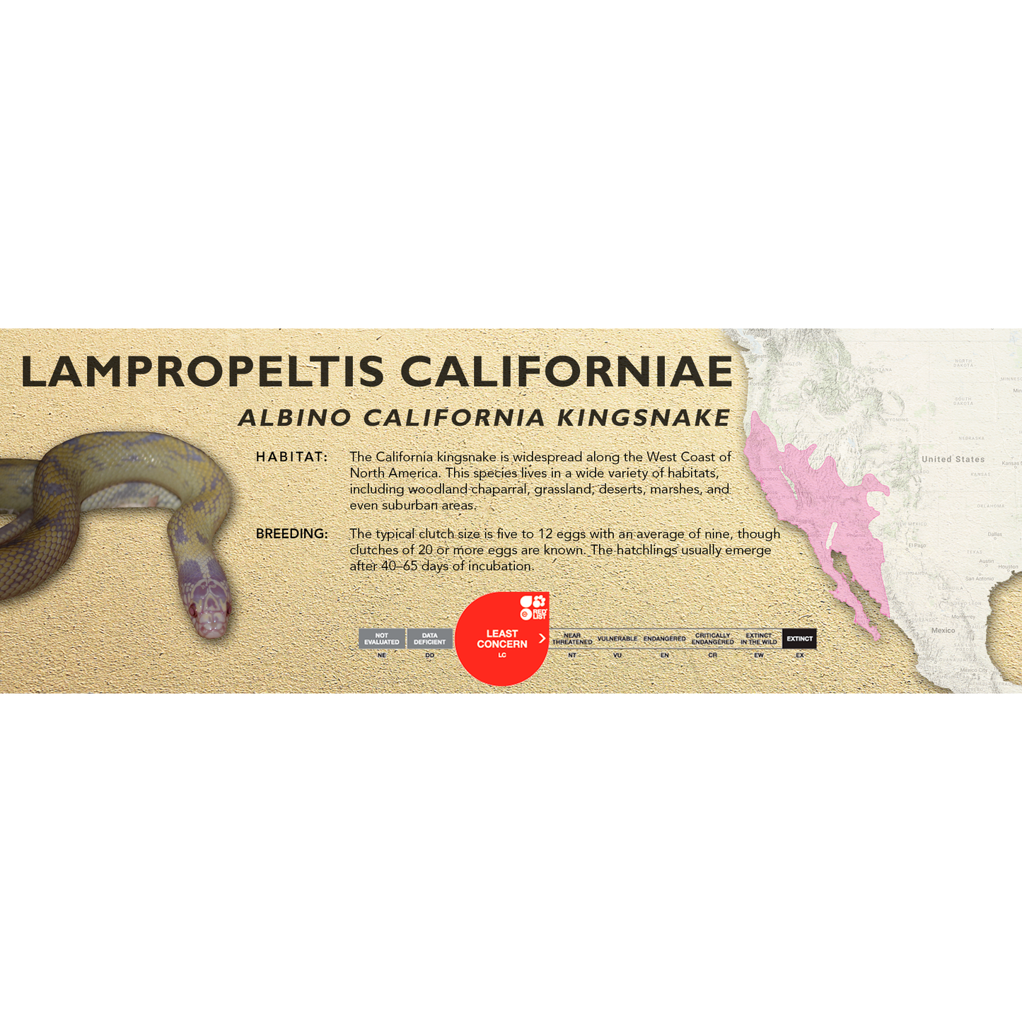 California Kingsnake (Lampropeltis californiae) Classic Vivarium Label