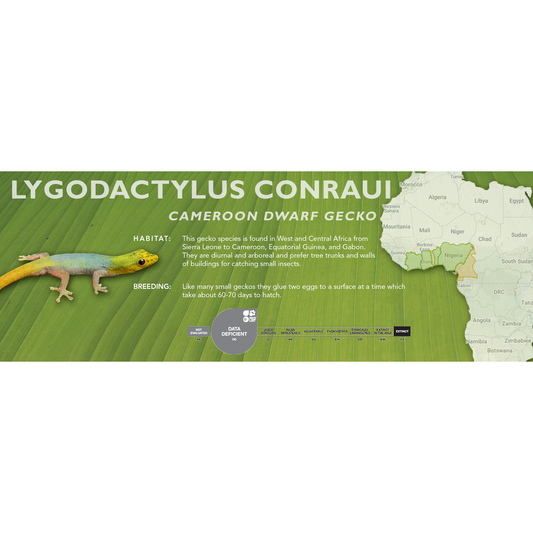 Cameroon Dwarf Gecko (Lygodactylus conraui) Classic Vivarium Label