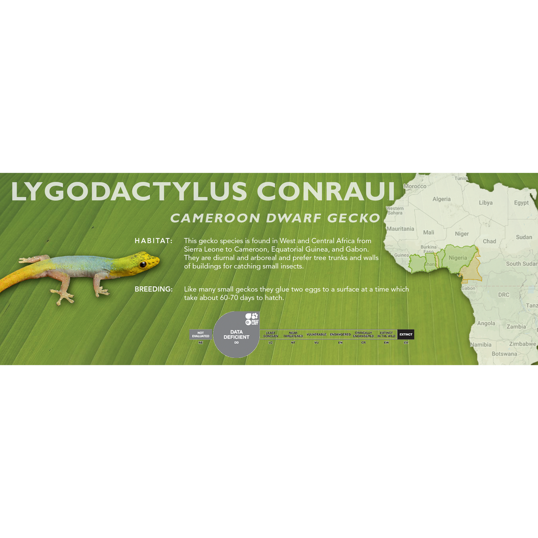Cameroon Dwarf Gecko (Lygodactylus conraui) Standard Vivarium Label