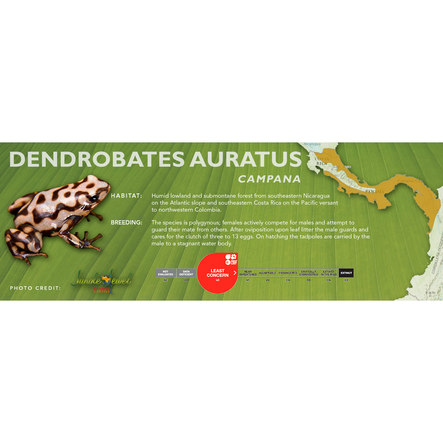 Dendrobates auratus - Classic Vivarium Label