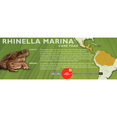 Cane Toad (Rhinella marina) - Standard Vivarium Label