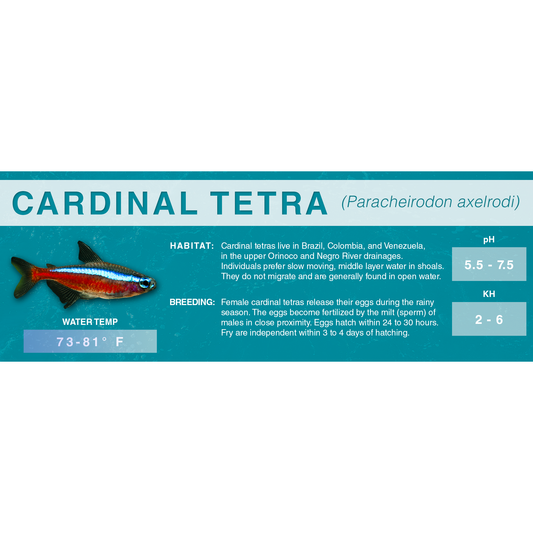 Cardinal Tetra (Paracheirodon axelrodi) - Classic Aquarium Label