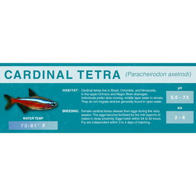 Cardinal Tetra (Paracheirodon axelrodi) - Standard Aquarium Label