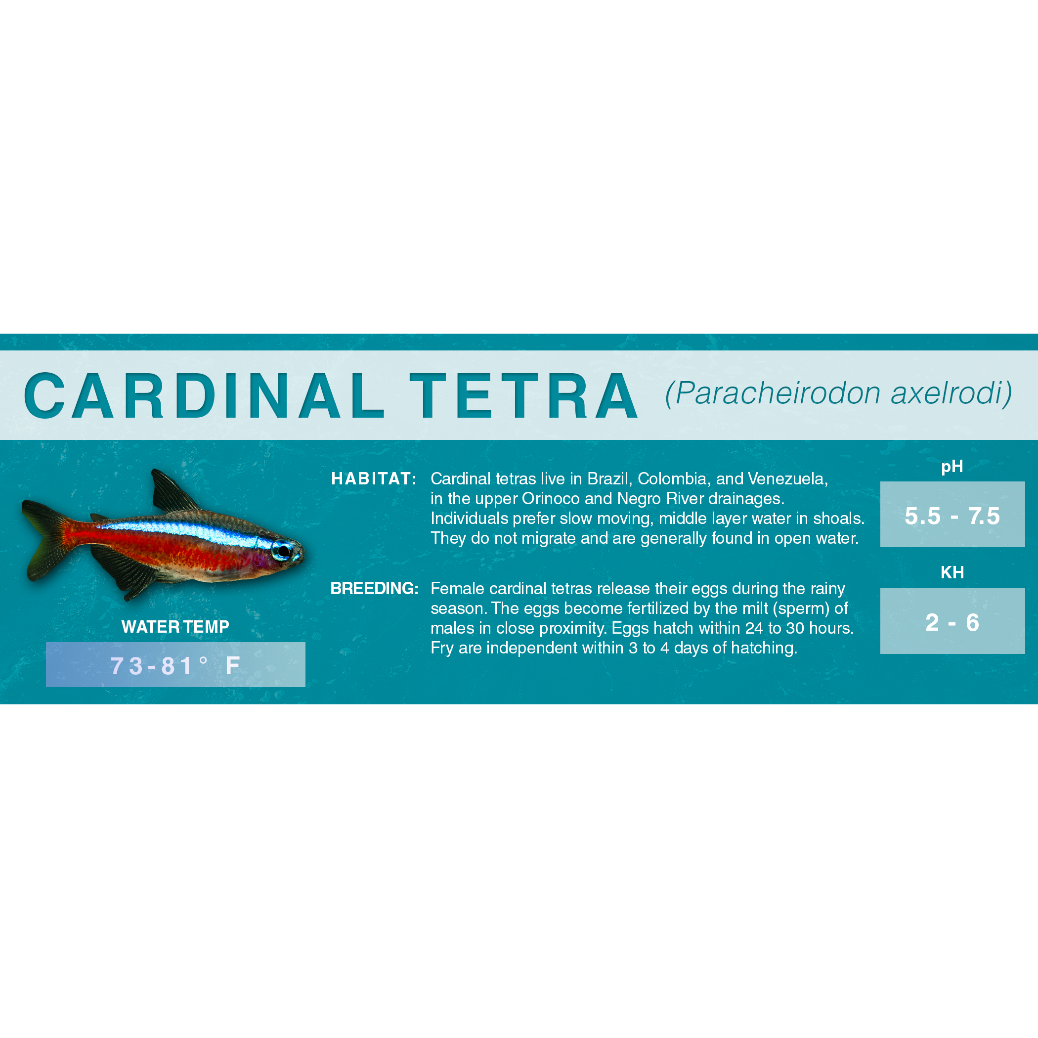 Cardinal Tetra (Paracheirodon axelrodi)