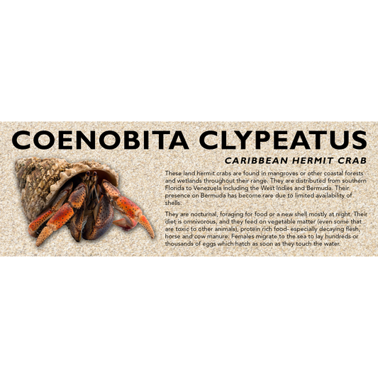 Caribbean Hermit Crab (Coenobita clypeatus) Classic Vivarium Label