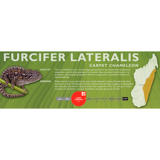 Carpet Chameleon (Furcifer lateralis) Classic Vivarium Label