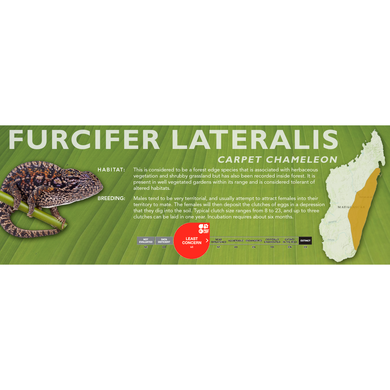 Carpet Chameleon (Furcifer lateralis) Standard Vivarium Label