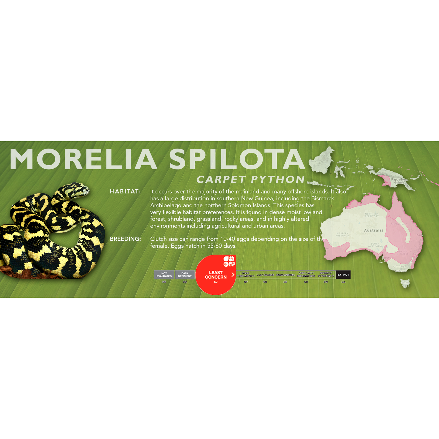 Carpet Python (Morelia spilota) Classic Vivarium Label