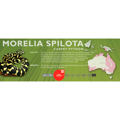 Carpet Python (Morelia spilota) Standard Vivarium Label