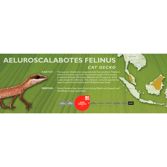 Cat Gecko (Aeluroscalabotes felinus) Classic Vivarium Label