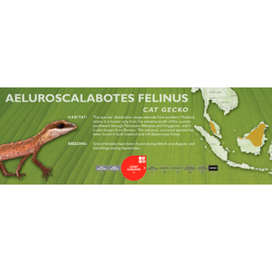 Cat Gecko (Aeluroscalabotes felinus) Standard Vivarium Label