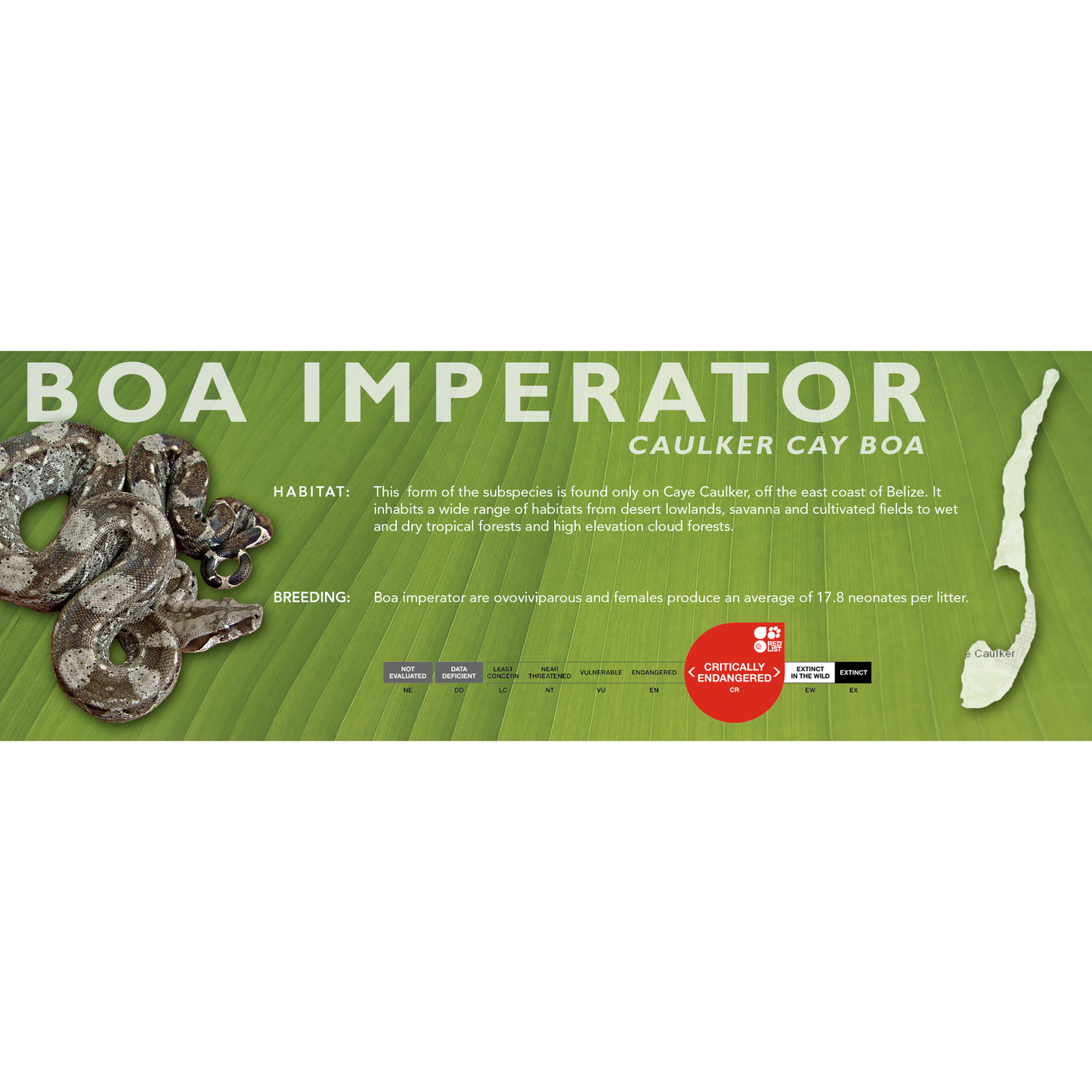 Central American Boa (Boa imperator) Standard Vivarium Label