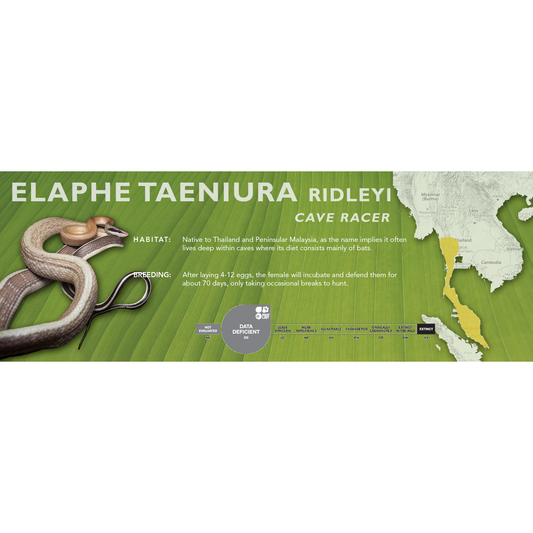 Cave Racer (Elaphe taeniura ridleyi - Orthriophis taeniurus ridleyi) Standard Vivarium Label