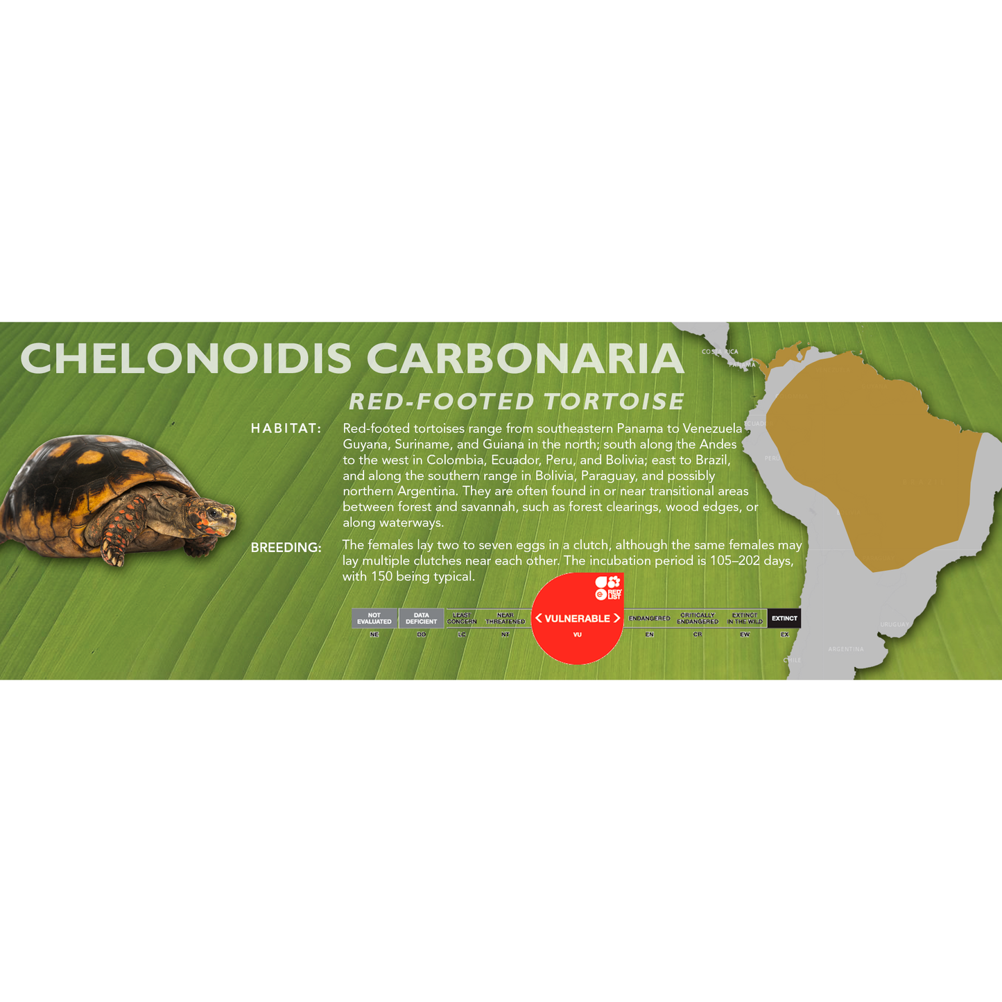 Red-Footed Tortoise (Chelonoidis carbonaria) - Standard Vivarium Label