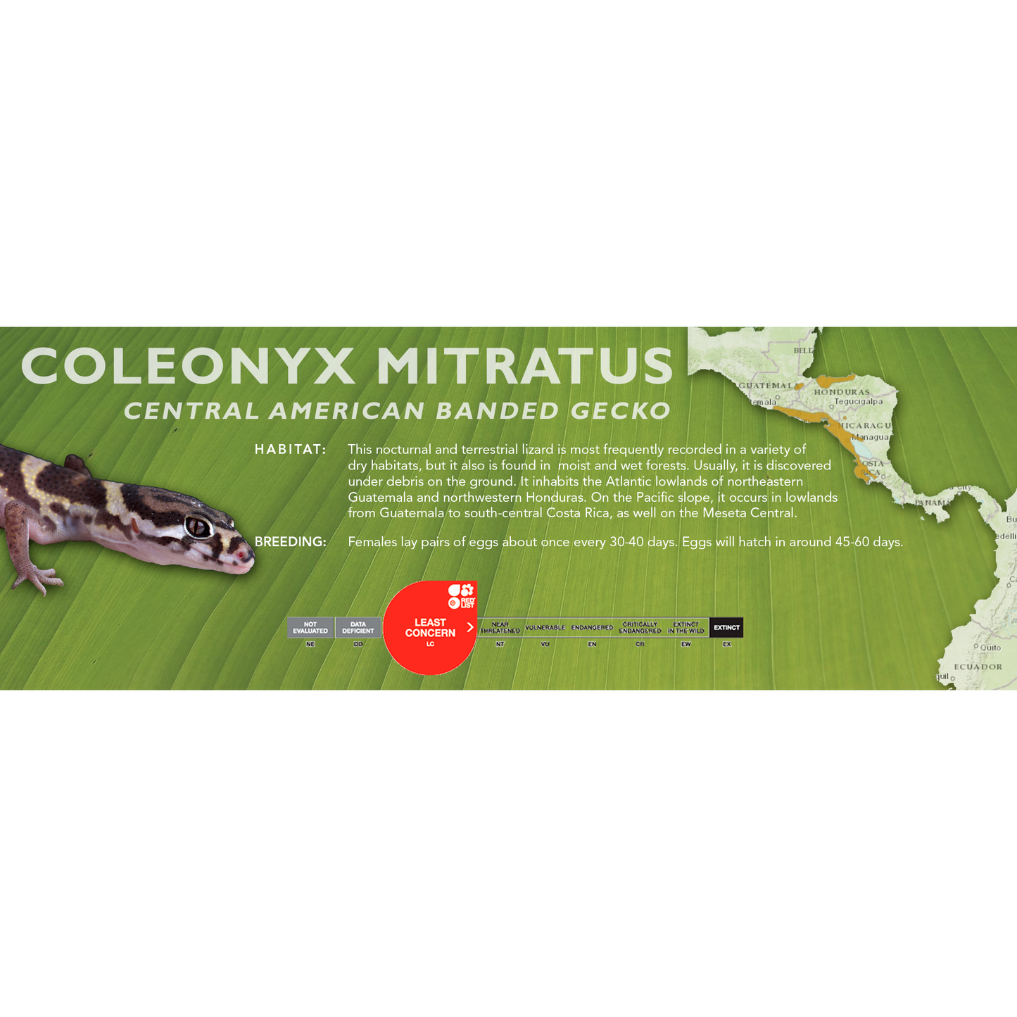 Central American Banded Gecko (Coleonyx mitratus) Classic Vivarium Label