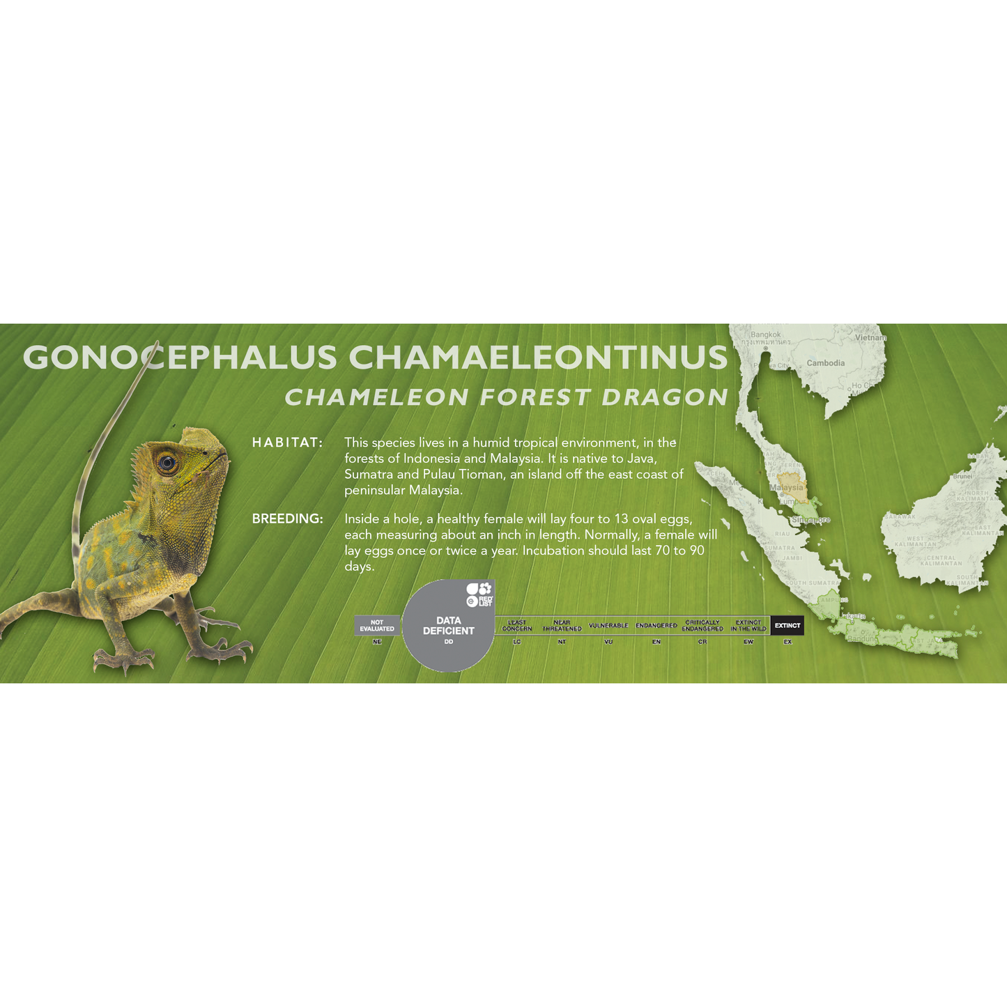 Chameleon Forest Dragon (Gonocephalus chamaeleontinus) Classic Vivarium Label