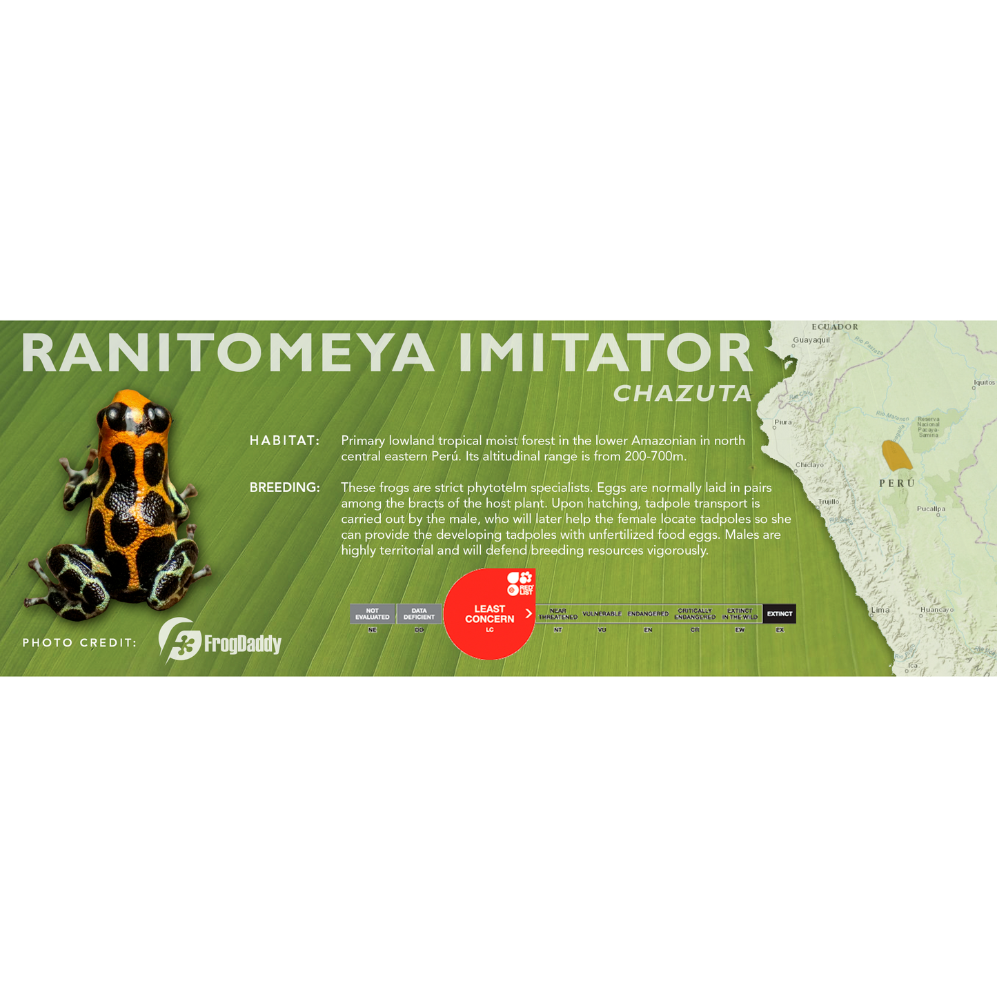 Ranitomeya imitator - Standard Vivarium Label