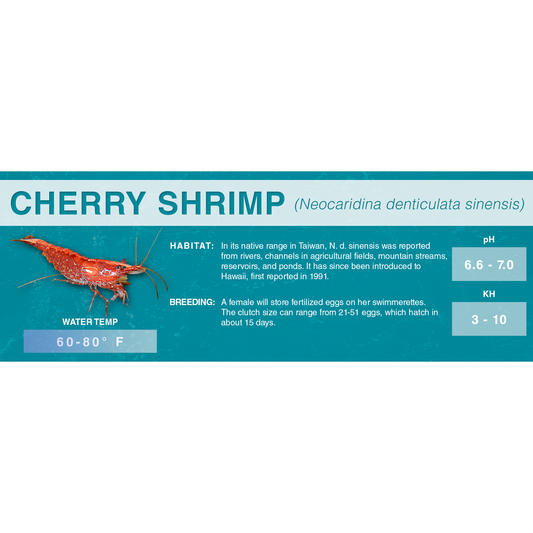 Cherry Shrimp (Neocaridina denticulata sinensis) - Classic Aquarium Label