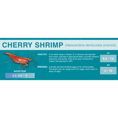 Cherry Shrimp (Neocaridina denticulata sinensis) - Standard Aquarium Label