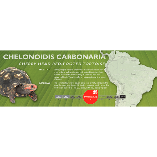 Red-Footed Tortoise (Chelonoidis carbonaria) - Classic Vivarium Label