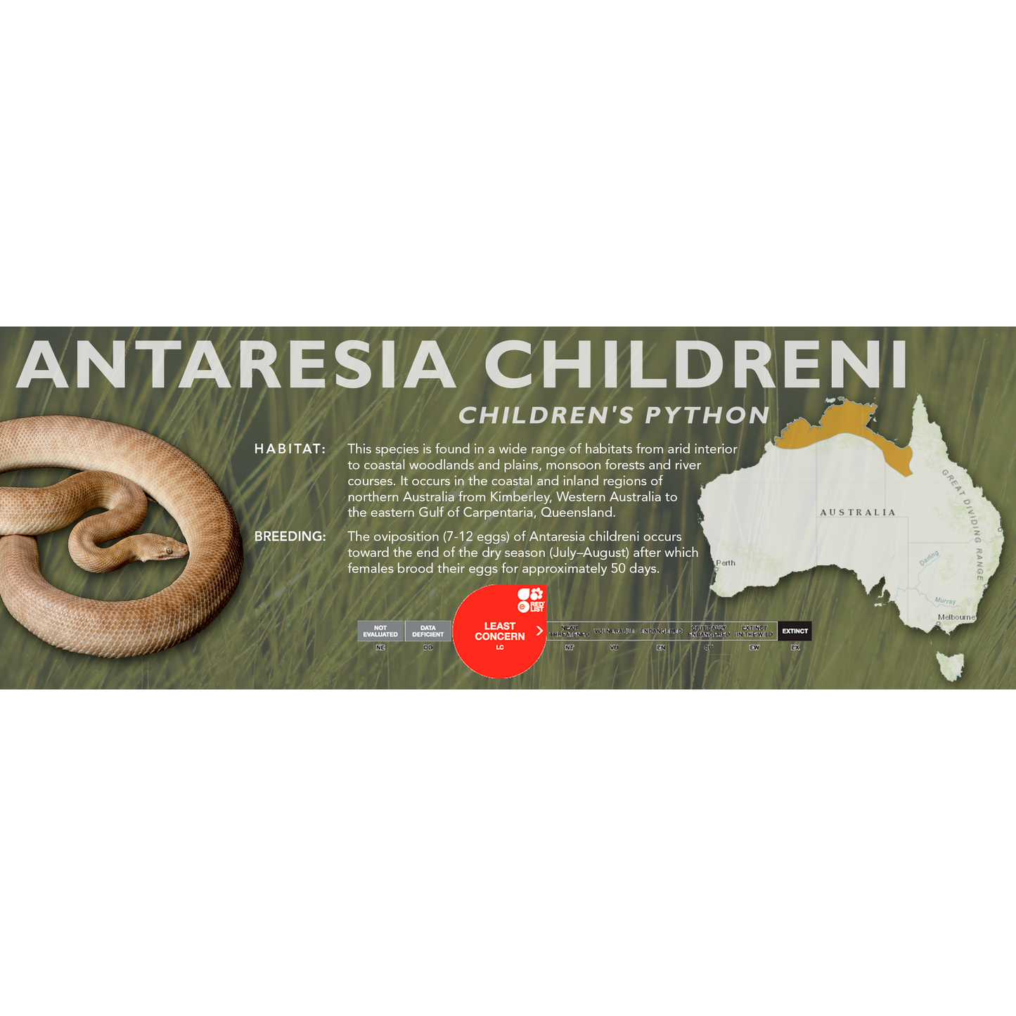 Children's Python (Antaresia childreni) Classic Vivarium Label