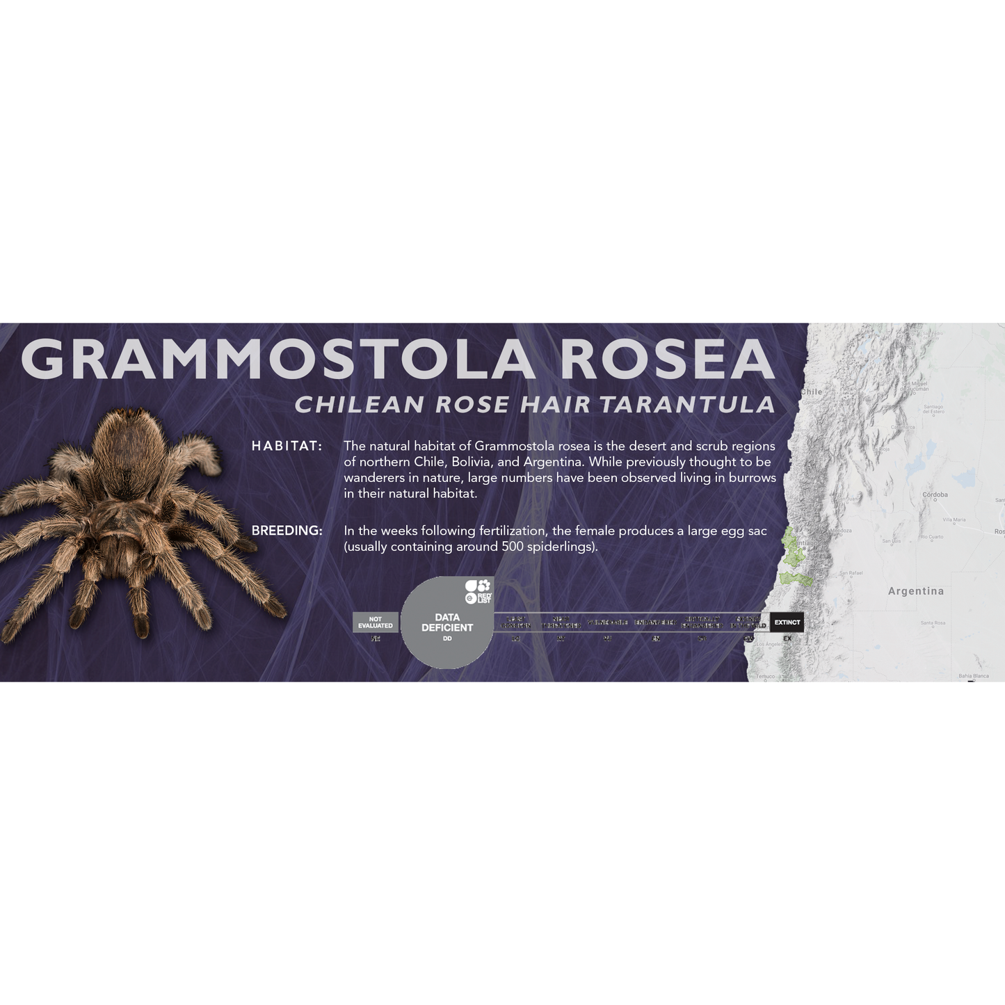 Chilean Rose Hair Tarantula (Grammostola rosea) - Classic Vivarium Label