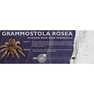 Chilean Rose Hair Tarantula (Grammostola rosea) - Standard Vivarium Label