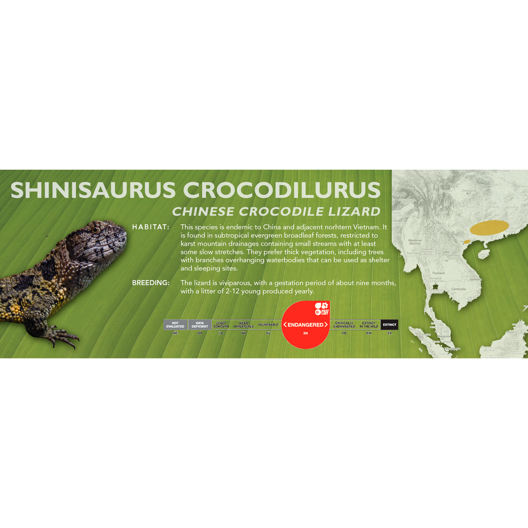 Chinese Crocodile Lizard (Shinisaurus crocodilurus) Standard Vivarium Label