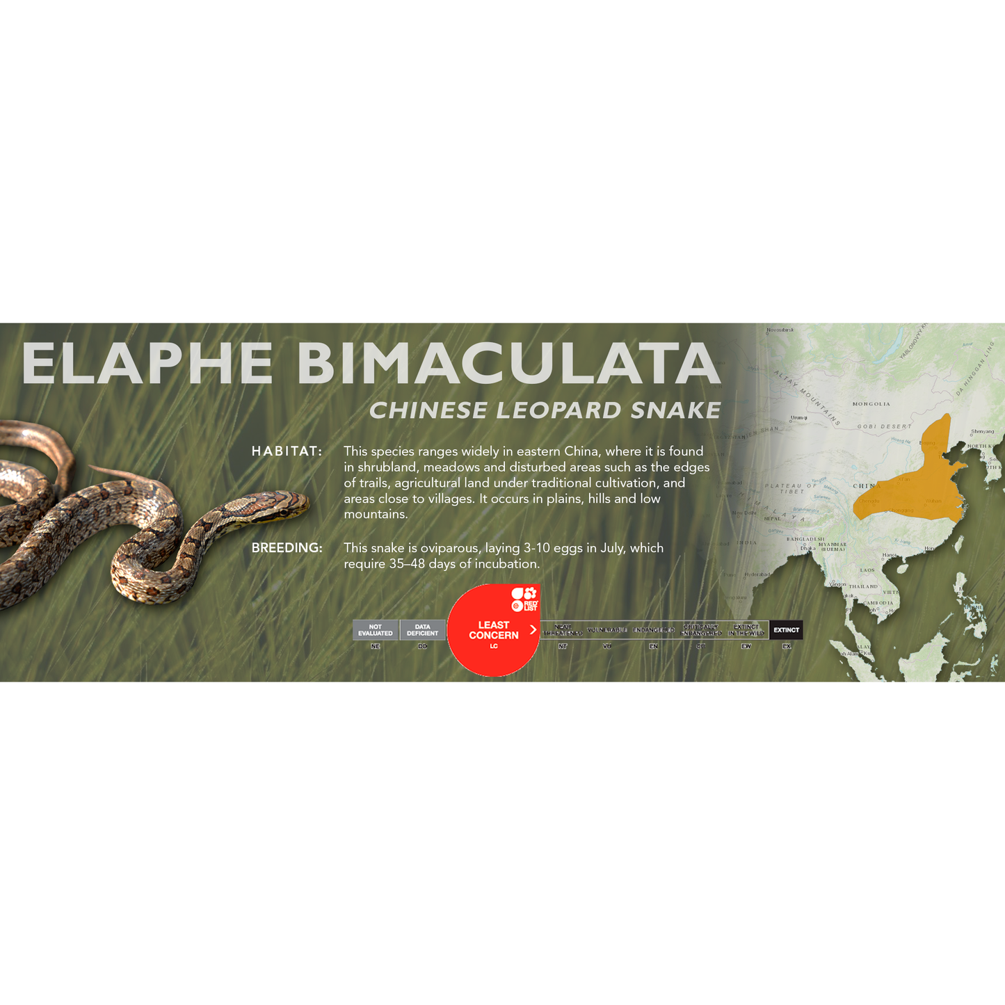 Chinese Leopard Snake (Elaphe bimaculata) Classic Vivarium Label