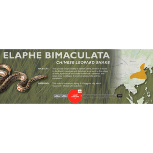 Chinese Leopard Snake (Elaphe bimaculata) Standard Vivarium Label