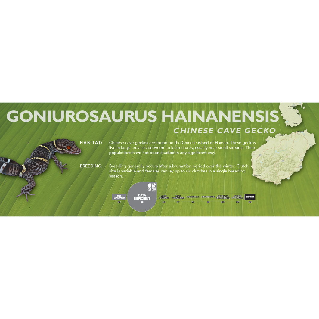 Chinese Cave Gecko (Goniurosaurus hainanensis) Standard Vivarium Label