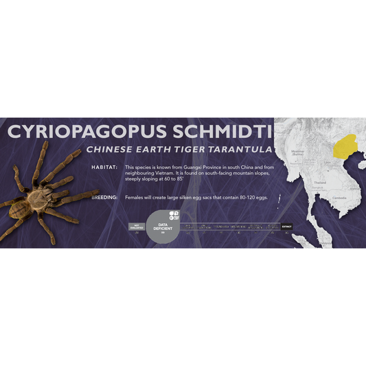 Chinese Earth Tiger Tarantula (Cyriopagopus schmidti) - Classic Vivarium Label