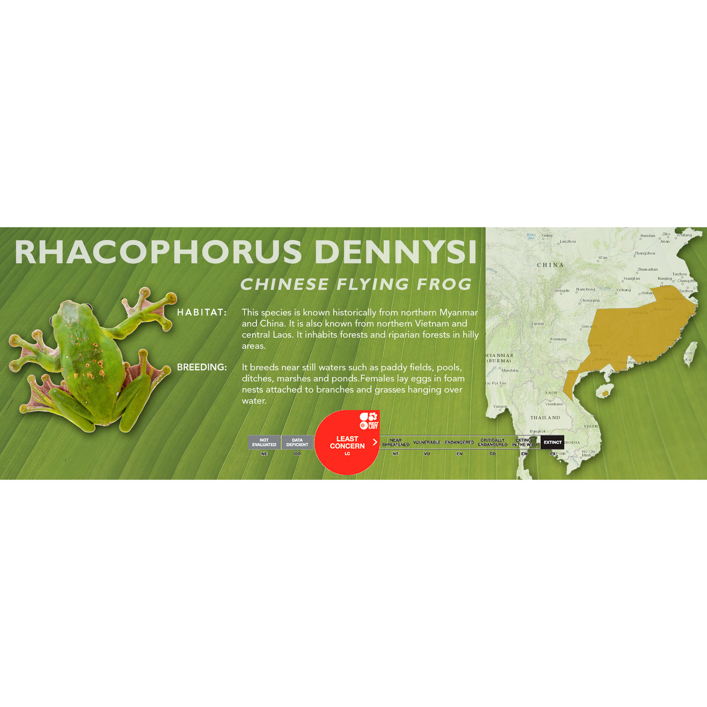 Chinese Flying Frog (Rhacophorus dennysi) - Standard Vivarium Label