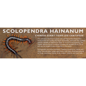 Scolopendra hainanum - Chinese Giant Tiger Leg Centipede Label