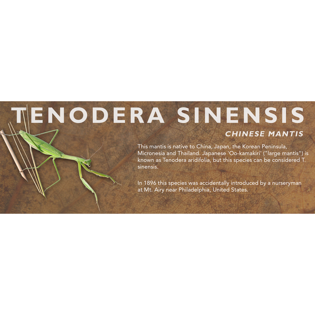 Tenodera sinensis (Chinese Mantis) - Mantis Label