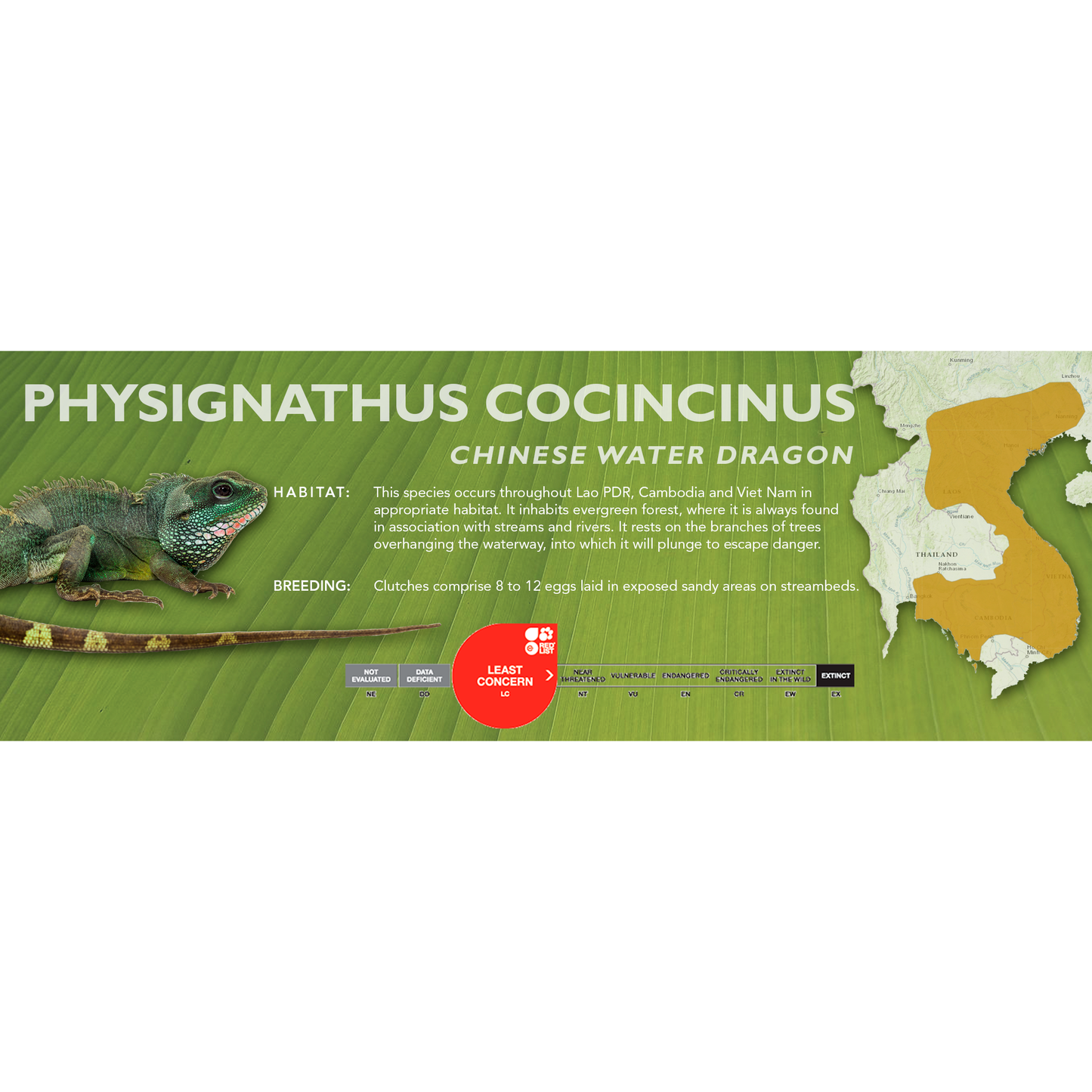 Chinese Water Dragon (Physignathus cocincinus) Classic Vivarium Label