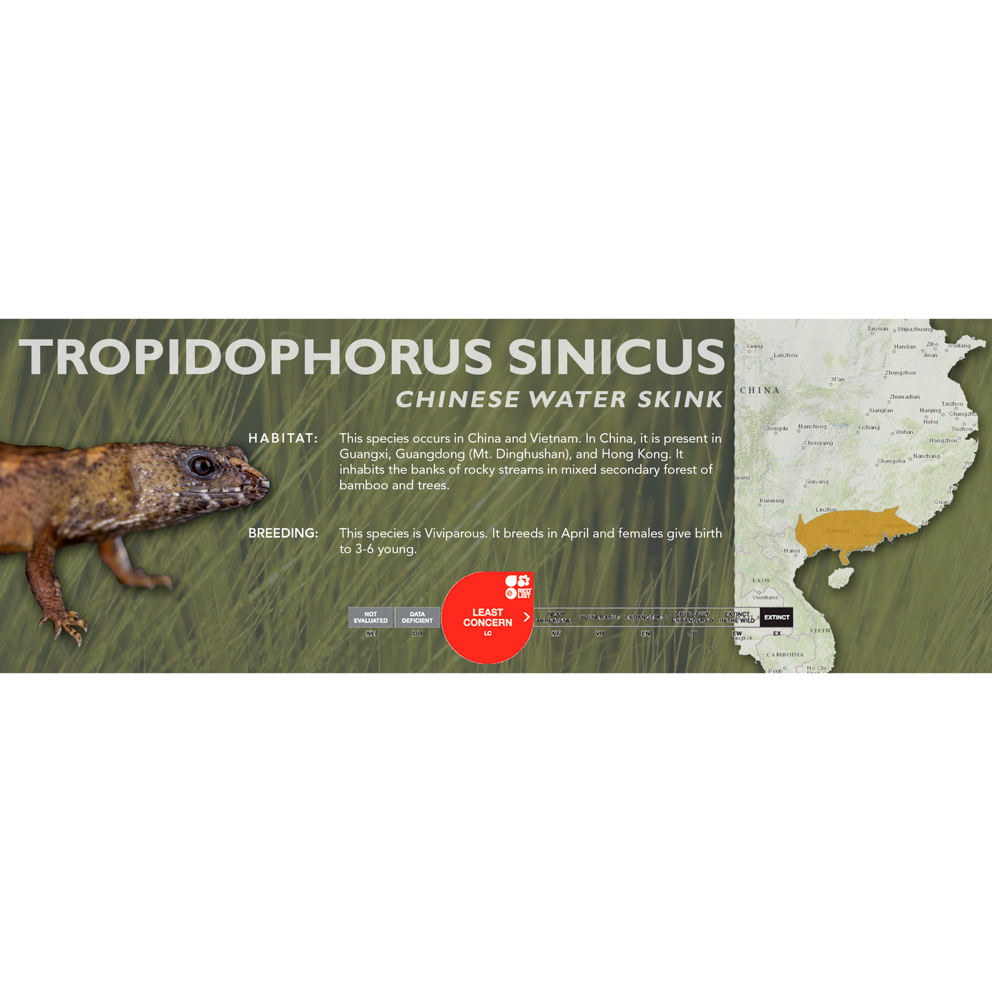 Chinese Water Skink (Tropidophorus sinicus) Classic Vivarium Label