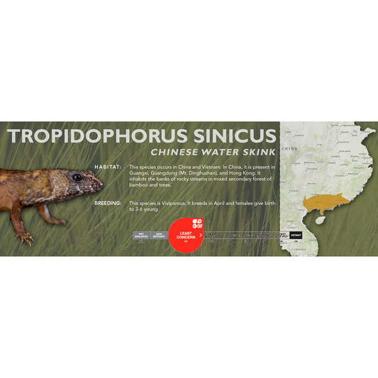 Chinese Water Skink (Tropidophorus sinicus) Standard Vivarium Label