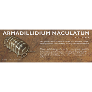 Armadillidium maculatum - Isopod Label