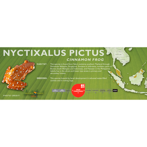 Cinnamon Frog (Nyctixalus pictus) - Standard Vivarium Label
