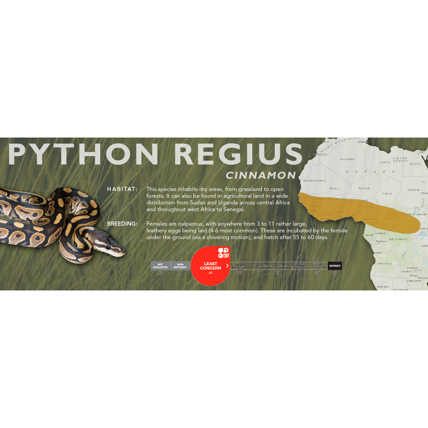 Ball Python (Python regius) Classic Vivarium Label