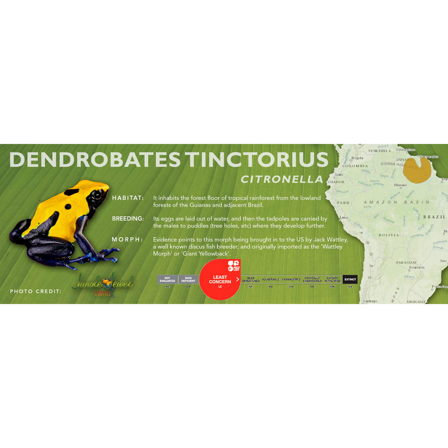 Dendrobates tinctorius - Standard Vivarium Label