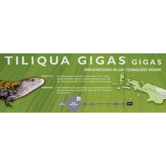 Indonesian Blue-Tongued Skink (Tiliqua gigas) Standard Vivarium Label